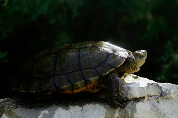 Reptiles in their natural environment. — Stockfoto