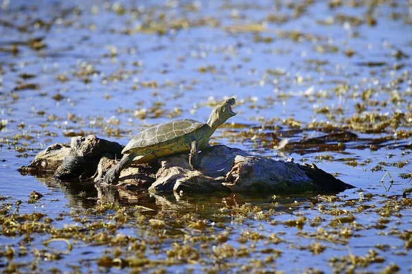 Reptiles in their natural environment. — Stockfoto