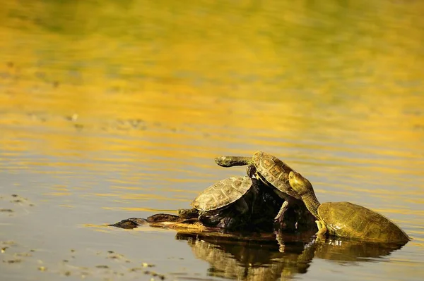 Reptiles in their natural environment. — Fotografia de Stock