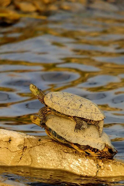 Reptiles in their natural environment. —  Fotos de Stock