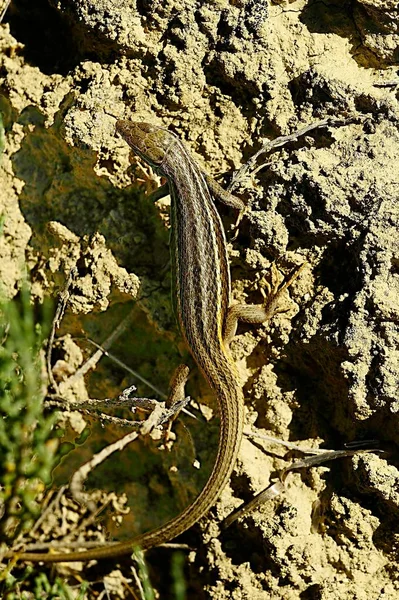 Reptiles in their natural environment. — Fotografia de Stock