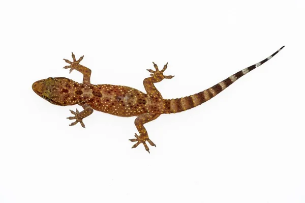 Reptiles in their natural environment.