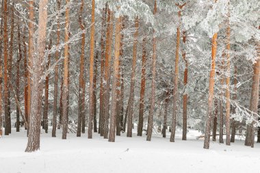 Karla kaplı ağaçlarla kaplı güzel kış manzarası.