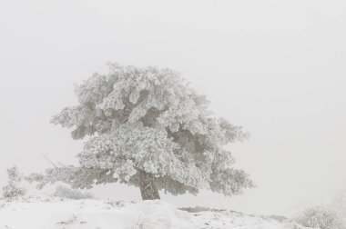 Karla kaplı ağaçlarla kaplı güzel kış manzarası.