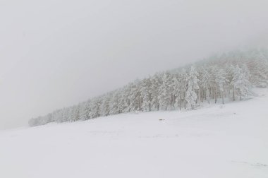 Karla kaplı ağaçlarla kaplı güzel kış manzarası.