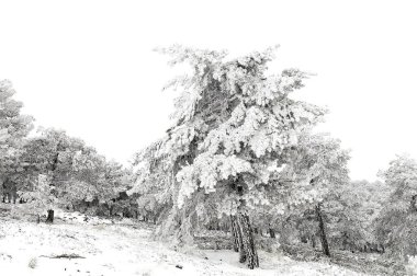 Karla kaplı ağaçlarla kaplı güzel kış manzarası.