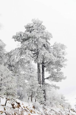 Karla kaplı ağaçlarla kaplı güzel kış manzarası.