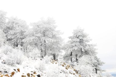 Karla kaplı ağaçlarla kaplı güzel kış manzarası.