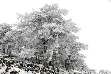 Karla kaplı ağaçlarla kaplı güzel kış manzarası.