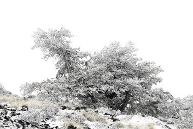 Karla kaplı ağaçlarla kaplı güzel kış manzarası.