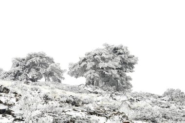 Karla kaplı ağaçlarla kaplı güzel kış manzarası.