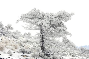 Karla kaplı ağaçlarla kaplı güzel kış manzarası.