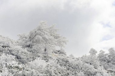 Karla kaplı ağaçlarla kaplı güzel kış manzarası.