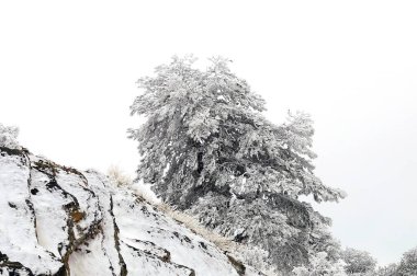 Karla kaplı ağaçlarla kaplı güzel kış manzarası.