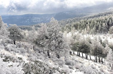 Karla kaplı ağaçlarla kaplı güzel kış manzarası.