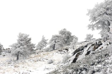 Karla kaplı ağaçlarla kaplı güzel kış manzarası.