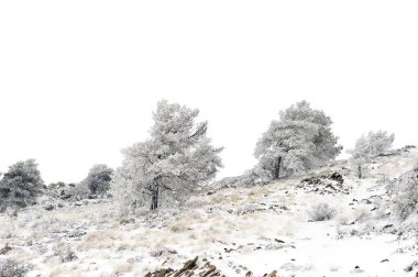 Karla kaplı ağaçlarla kaplı güzel kış manzarası.