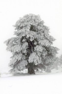 Karla kaplı ağaçlarla kaplı güzel kış manzarası.