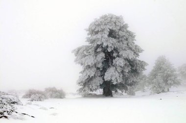 Karla kaplı ağaçlarla kaplı güzel kış manzarası.