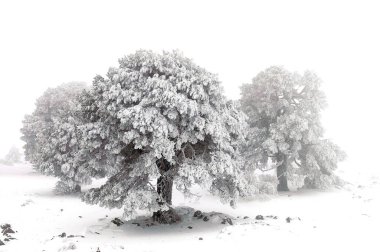 Karla kaplı ağaçlarla kaplı güzel kış manzarası.