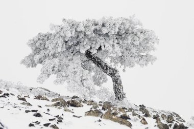 Karla kaplı ağaçlarla kaplı güzel kış manzarası.