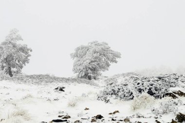 Karla kaplı ağaçlarla kaplı güzel kış manzarası.