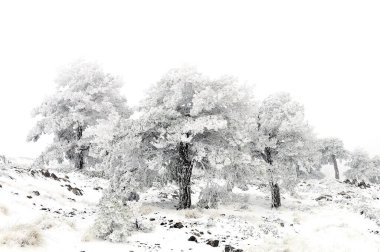 Karla kaplı ağaçlarla kaplı güzel kış manzarası.