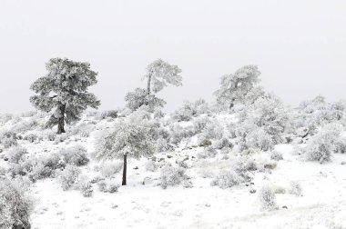 Karla kaplı ağaçlarla kaplı güzel kış manzarası.