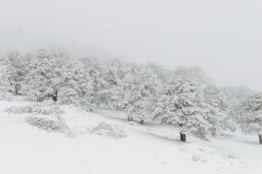 Karla kaplı ağaçlarla kaplı güzel kış manzarası.