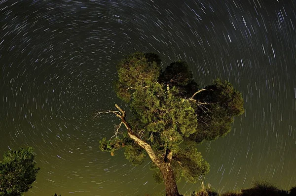 Circumpolar photograph on the pines of a natural park — Stockfoto