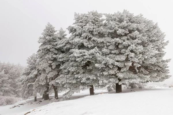 Красивый зимний пейзаж с заснеженными деревьями. — стоковое фото