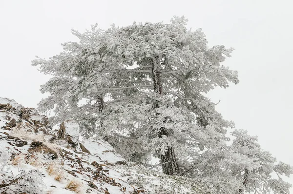 Piękny zimowy krajobraz z pokrytymi śniegiem drzewami. — Zdjęcie stockowe