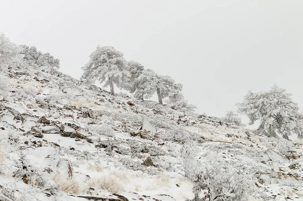 Hermoso paisaje de invierno con árboles cubiertos de nieve. — Foto de Stock