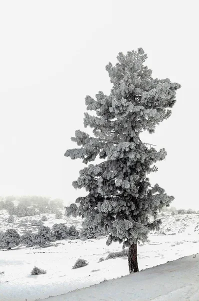 아름다운 겨울 풍경 과 눈덮인 나무들. — 스톡 사진