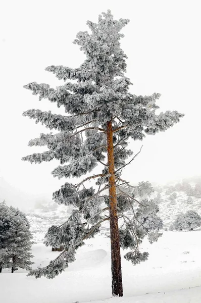 Hermoso paisaje de invierno con árboles cubiertos de nieve. — Foto de Stock