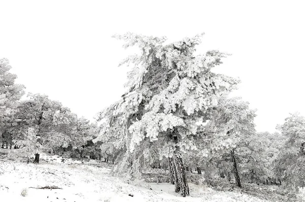 Красивий зимовий пейзаж з засніженими деревами . — стокове фото