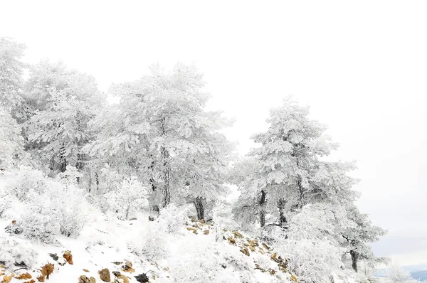 Karla kaplı ağaçlarla kaplı güzel kış manzarası. — Stok fotoğraf