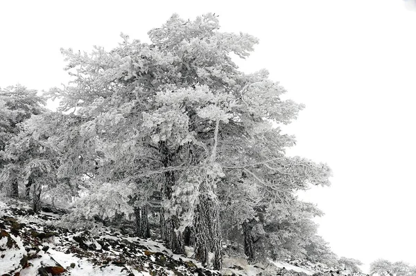 Karla kaplı ağaçlarla kaplı güzel kış manzarası.