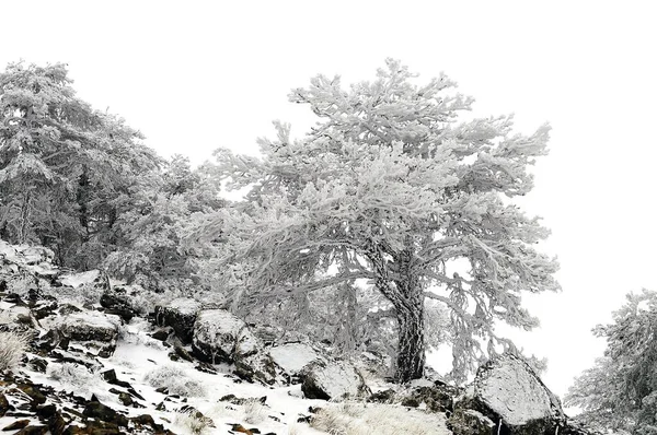 Bela paisagem de inverno com árvores cobertas de neve. — Fotografia de Stock