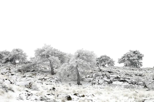 아름다운 겨울 풍경 과 눈덮인 나무들. — 스톡 사진