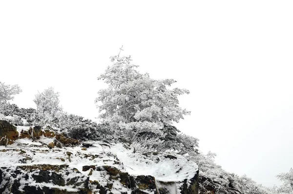 Prachtig winterlandschap met besneeuwde bomen. — Stockfoto