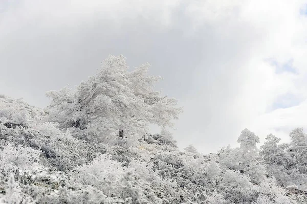 Bela paisagem de inverno com árvores cobertas de neve. — Fotografia de Stock