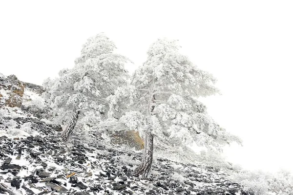 Bellissimo paesaggio invernale con alberi innevati. — Foto Stock