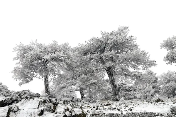 Prachtig winterlandschap met besneeuwde bomen. — Stockfoto