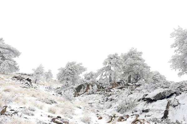 雪に覆われた木々の美しい冬の風景. — ストック写真