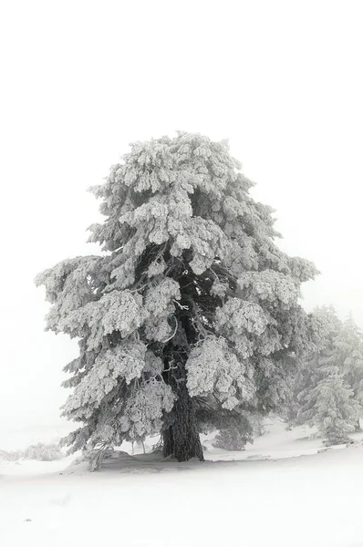 Bela paisagem de inverno com árvores cobertas de neve. — Fotografia de Stock