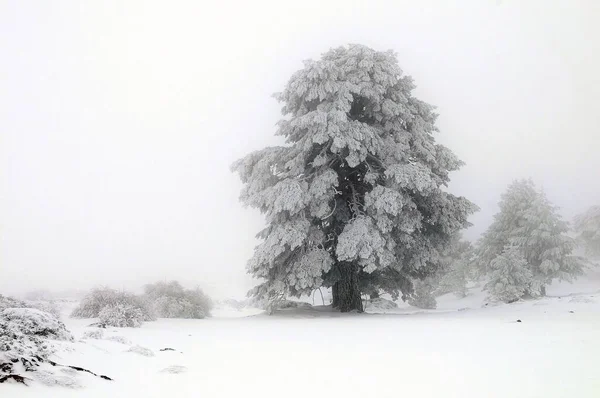Bela paisagem de inverno com árvores cobertas de neve. — Fotografia de Stock