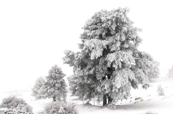 Bellissimo paesaggio invernale con alberi innevati. — Foto Stock