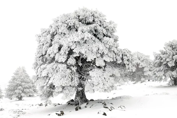 美丽的冬季风景，冰雪覆盖的树木. — 图库照片