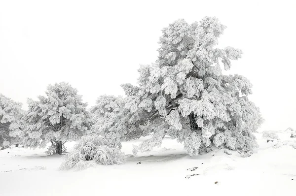 Όμορφο χειμερινό τοπίο με χιονισμένα δέντρα. — Φωτογραφία Αρχείου